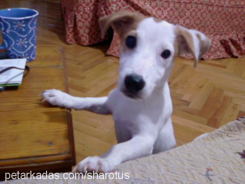 KORSAN Erkek Jack Russell Terrier