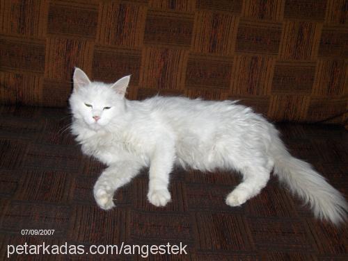 KEDİ Dişi Ankara Kedisi (Angora)