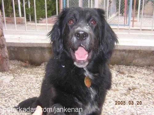 daisy Dişi Flat Coated Retriever