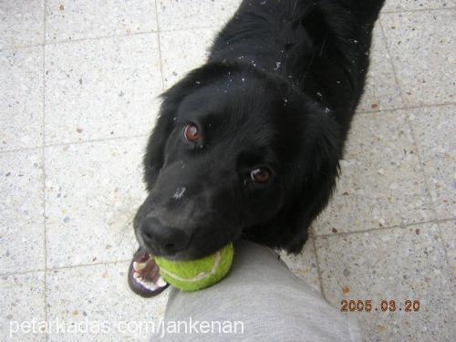 daisy Dişi Flat Coated Retriever