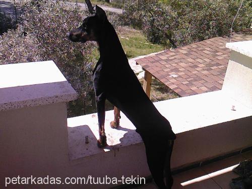 PAŞA Erkek Doberman Pinscher