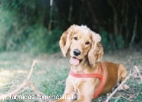 ateş Erkek İngiliz Cocker Spaniel