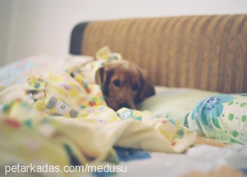 ateş Erkek İngiliz Cocker Spaniel