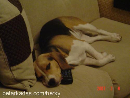 soda Dişi Beagle