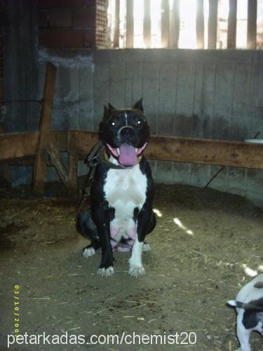 rasha Dişi Amerikan Pitbull Terrier
