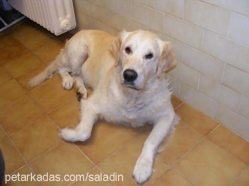 blackhawk Erkek Golden Retriever