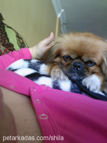 shila Dişi Pekingese