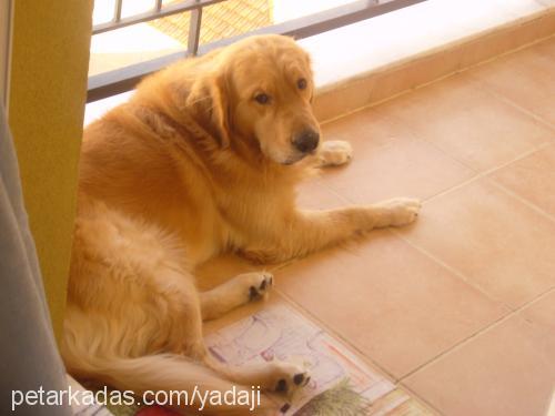 Tango Erkek Golden Retriever