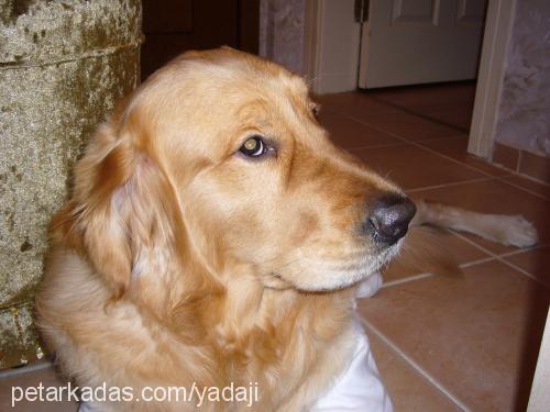 Tango Erkek Golden Retriever