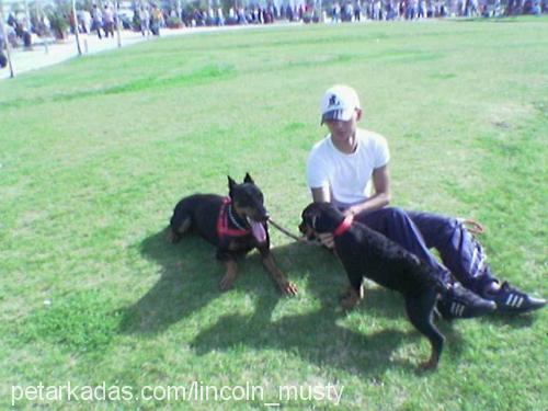 Babby Erkek Rottweiler