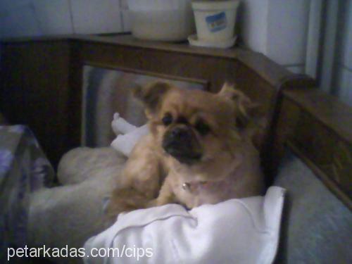 CcocO Erkek Pekingese