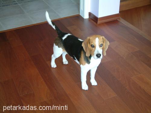 siredwardboni Erkek Beagle