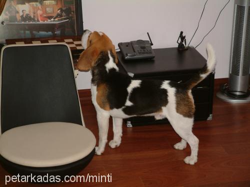 siredwardboni Erkek Beagle
