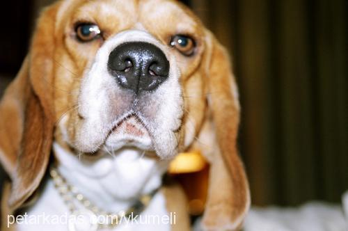 masum Erkek Beagle