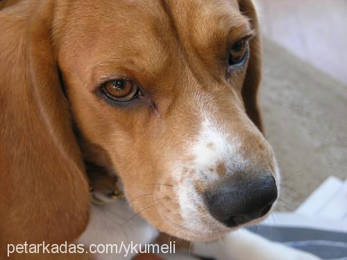 masum Erkek Beagle