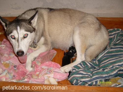 Anna Dişi Sibirya Kurdu (Husky)