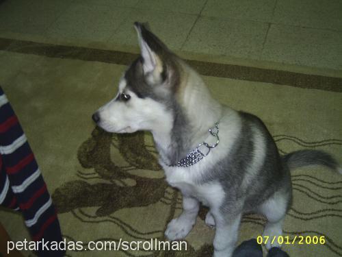 Anna Dişi Sibirya Kurdu (Husky)