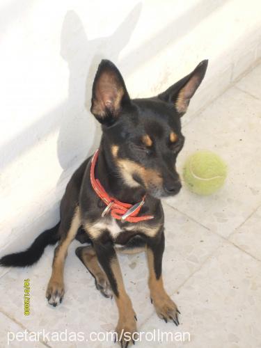 DeYZi Dişi Minyatür Pinscher