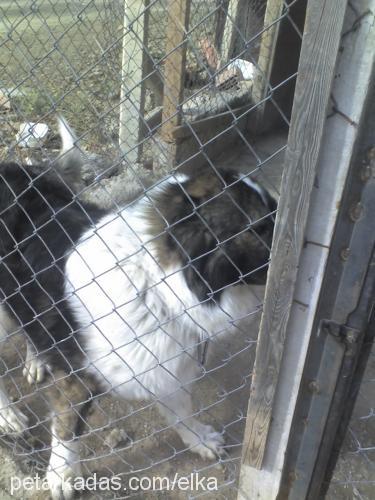 baron Erkek Kars Çoban Köpeği