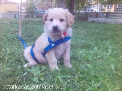 Lena Dişi Golden Retriever