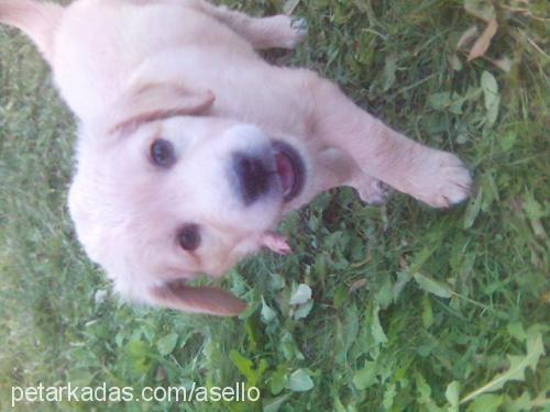 Lena Dişi Golden Retriever