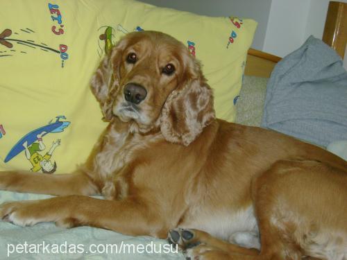 ateş Erkek İngiliz Cocker Spaniel