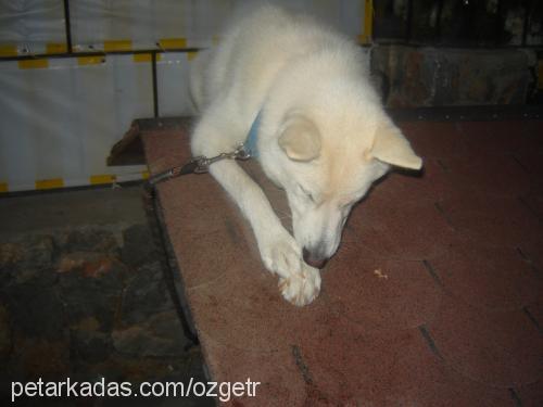 BAILEY'S Dişi Sibirya Kurdu (Husky)