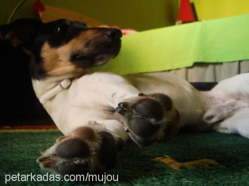 mylo Erkek Jack Russell Terrier