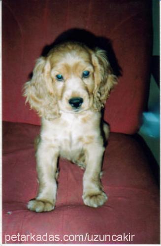 KUKİ (KAYIP) Erkek İngiliz Cocker Spaniel