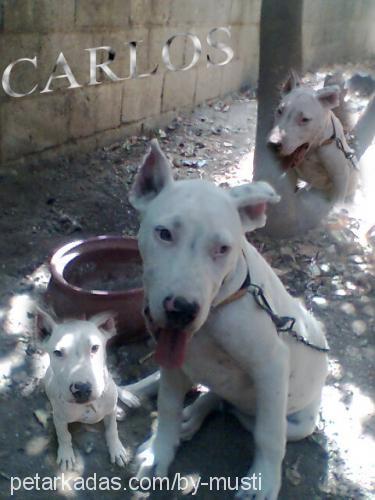 Carlos Erkek Amerikan Pitbull Terrier