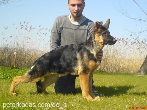 pixievontank Dişi Alman Çoban Köpeği