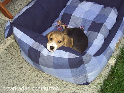 bubble Erkek Beagle