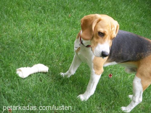 bubble Erkek Beagle