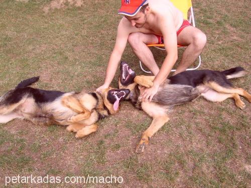 macho & daisy Erkek Alman Çoban Köpeği