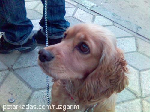 suzi Dişi Amerikan Cocker Spaniel