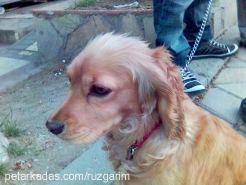 suzi Dişi Amerikan Cocker Spaniel