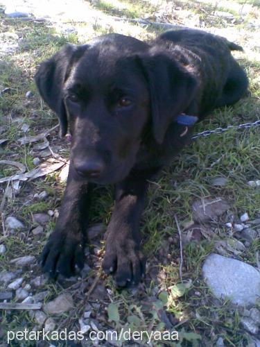 pashasultan Erkek Labrador Retriever