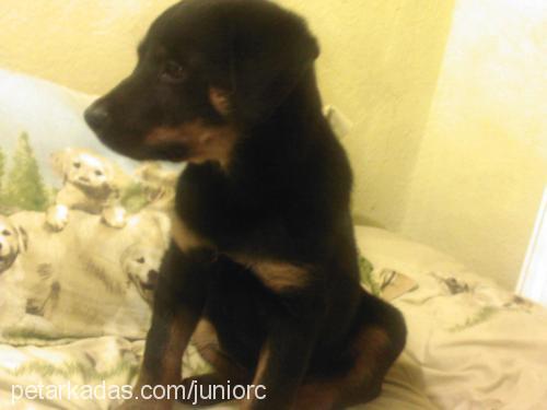 junior Erkek Rottweiler