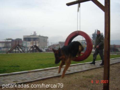 ares Erkek Alman Çoban Köpeği