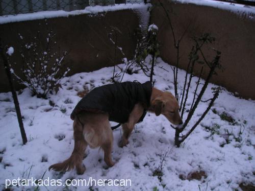 herecan Dişi Golden Retriever