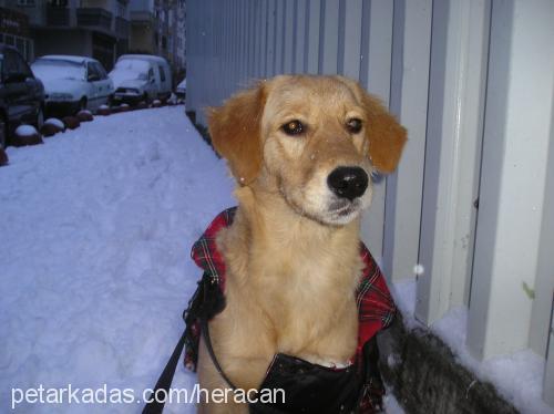 herecan Dişi Golden Retriever