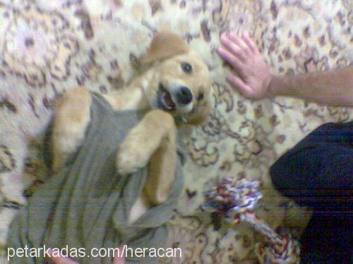 herecan Dişi Golden Retriever