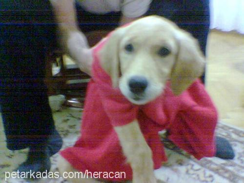 herecan Dişi Golden Retriever