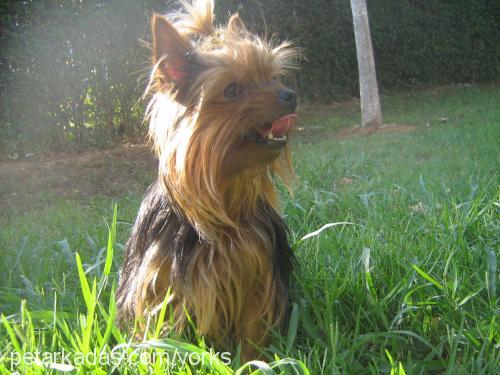 mini-me Erkek Yorkshire Terrier