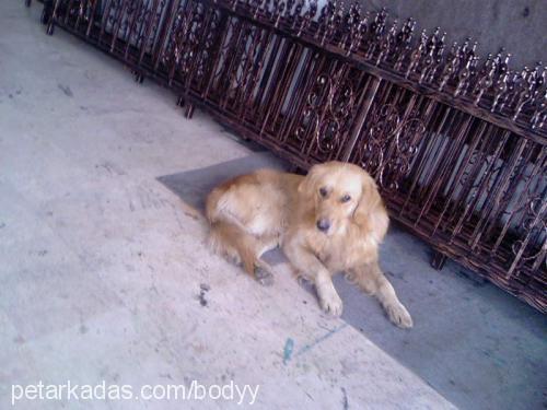 body Erkek Golden Retriever