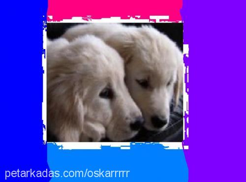 oskar Erkek Golden Retriever