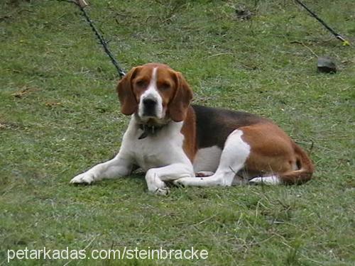 gofret Erkek Beagle