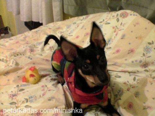 zuzu Dişi Minyatür Pinscher