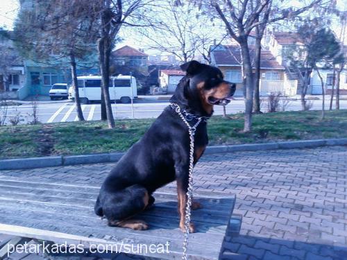 efe Erkek Rottweiler