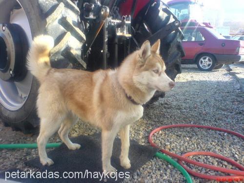 mika Erkek Sibirya Kurdu (Husky)